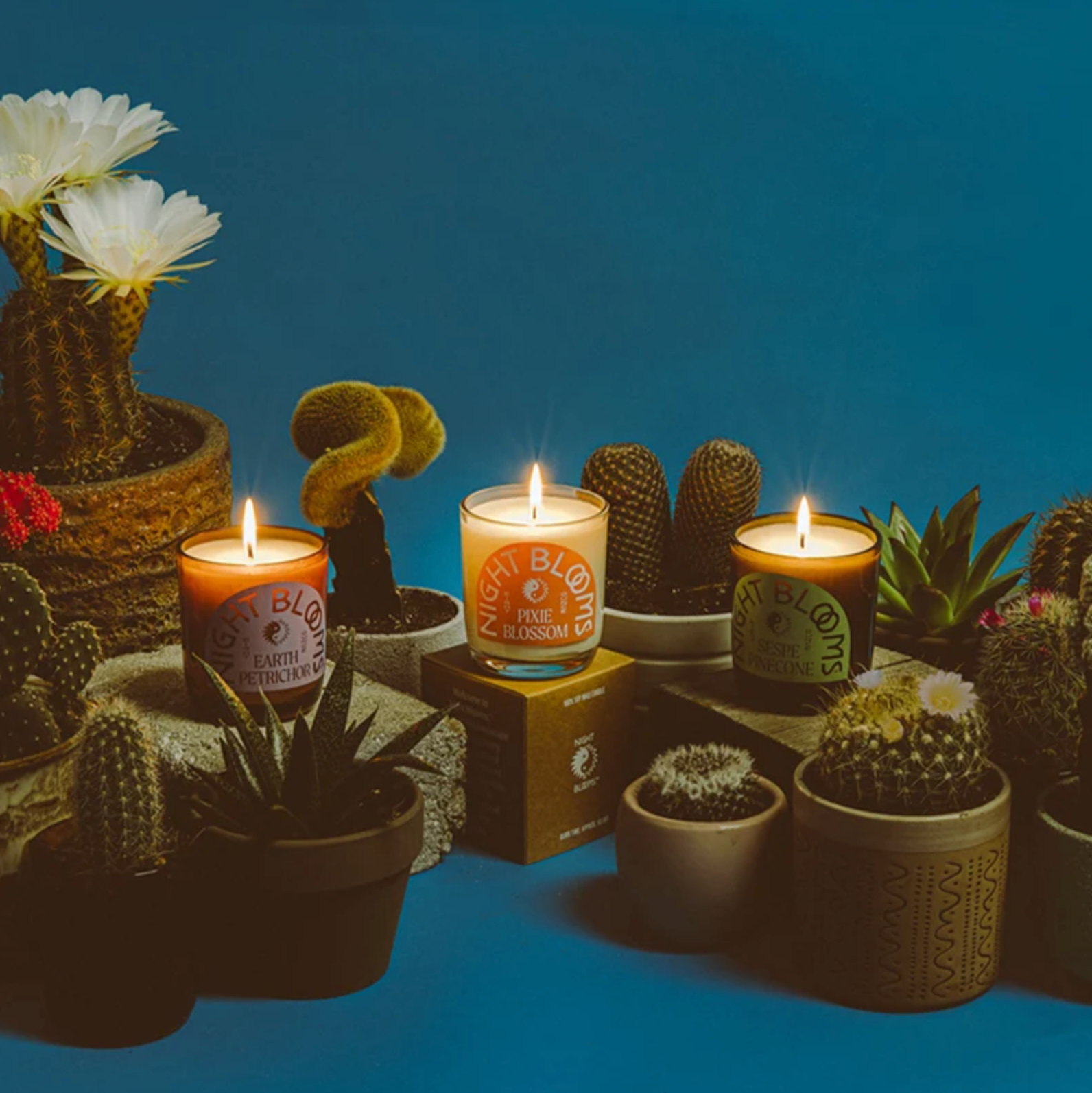 Night Blooms